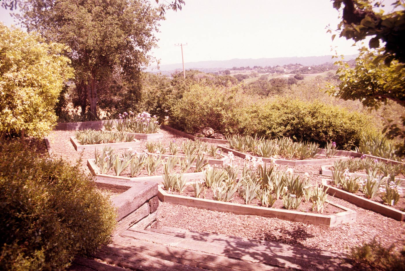 garden image