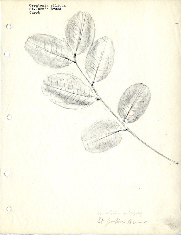 sketch of plant