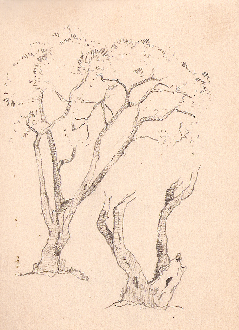 tree sketches