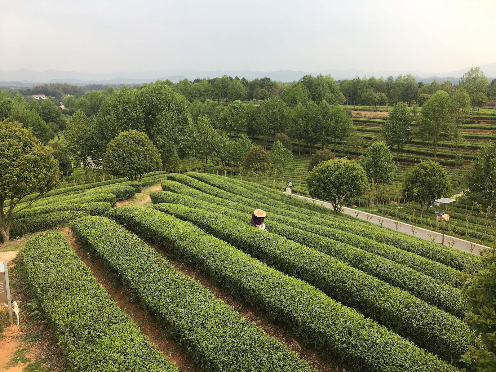 Tea-themed ecotourism park in rural Hunan, China.