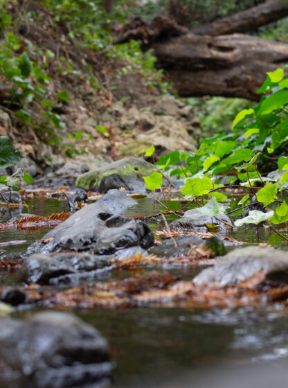 strawberry creek