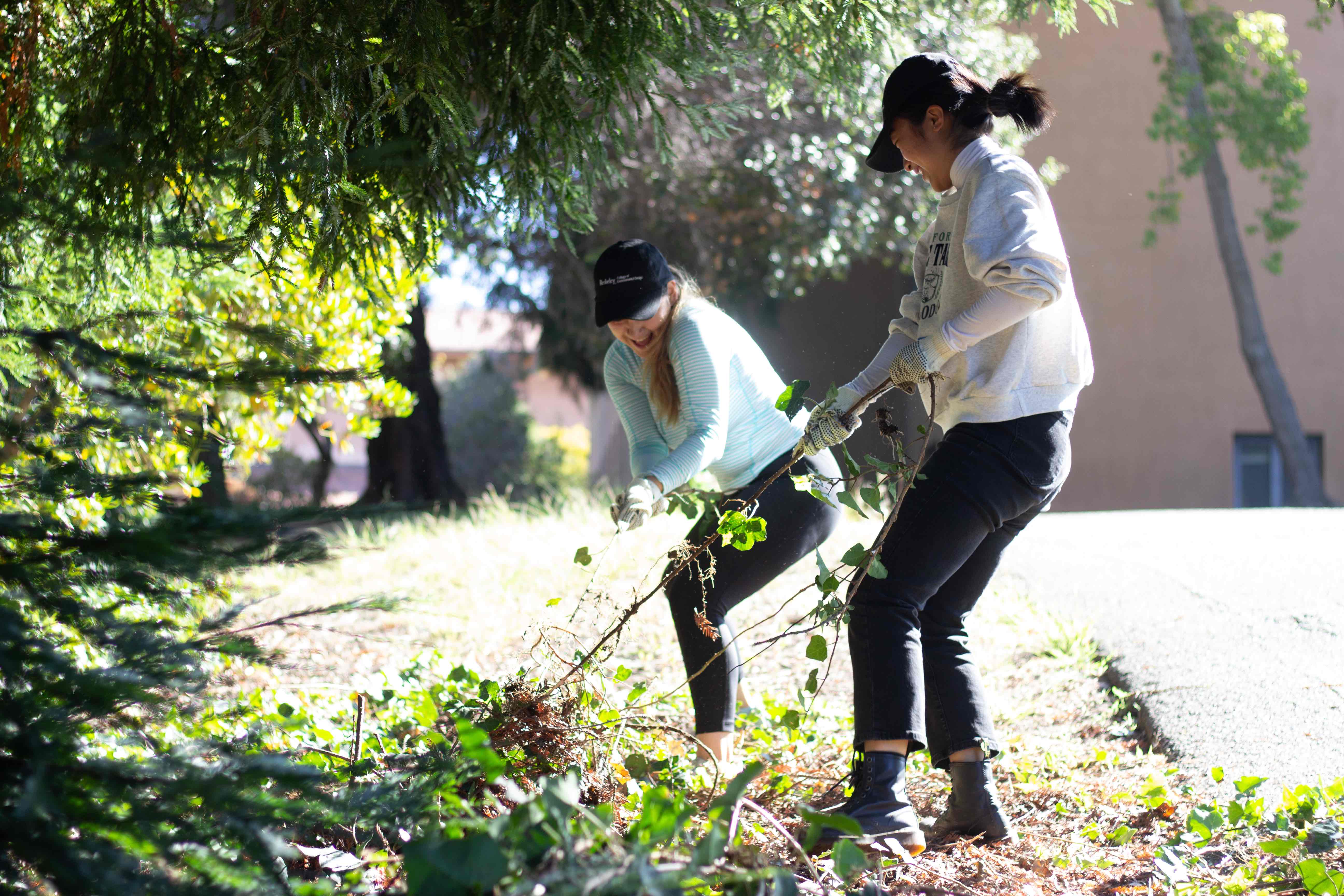 Two CED students forcefully pull a vinelike weed by Hangrove Music Library