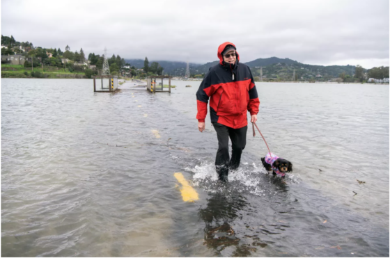 picture of a man walking his dog in flood water