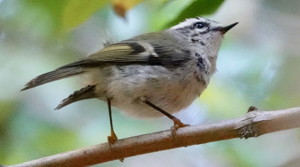 Golden crowned Kinglet sitting on a branch in Blake Garden