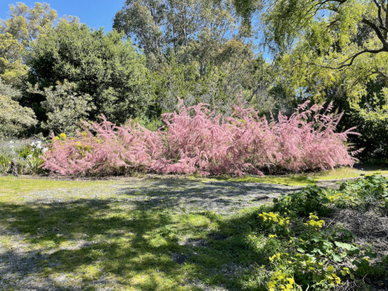 Landscape with green trees in background and dramatic pink blooming bush in middleground.