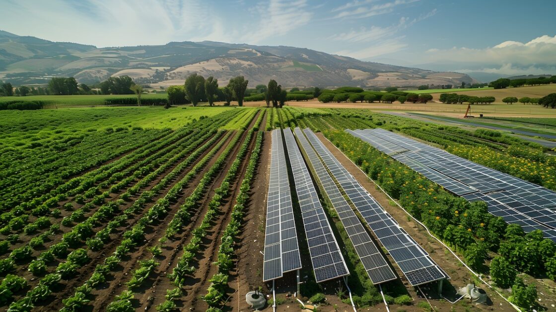 Field with rows of crops and solar panels