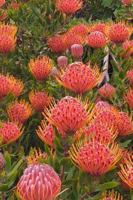 a group of orange flowers