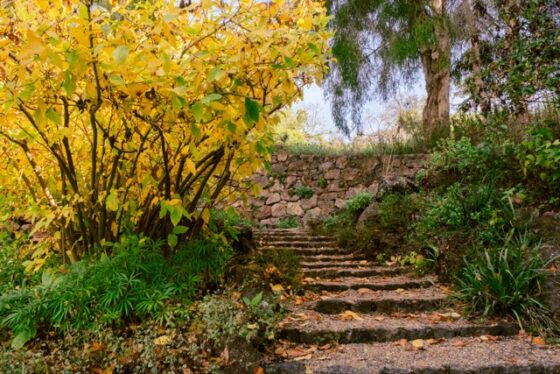 path and trees in Blake Garden