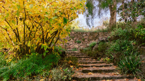 View of Blake Garden in the fall with steps and tree with yellow leaves