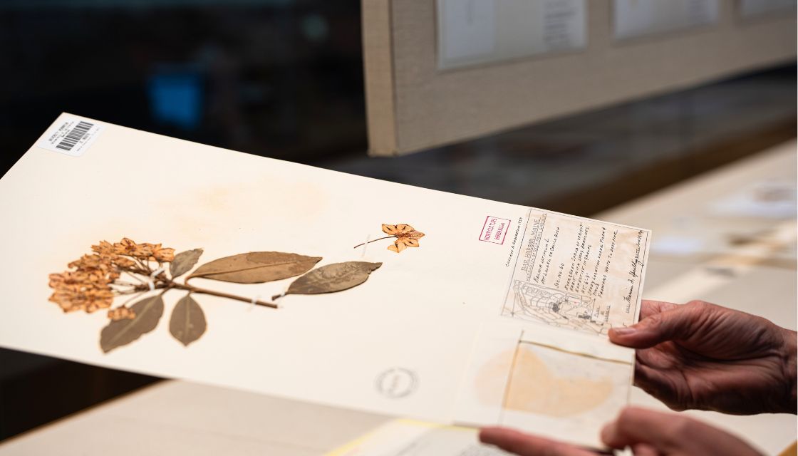 Hand holding a botanical print