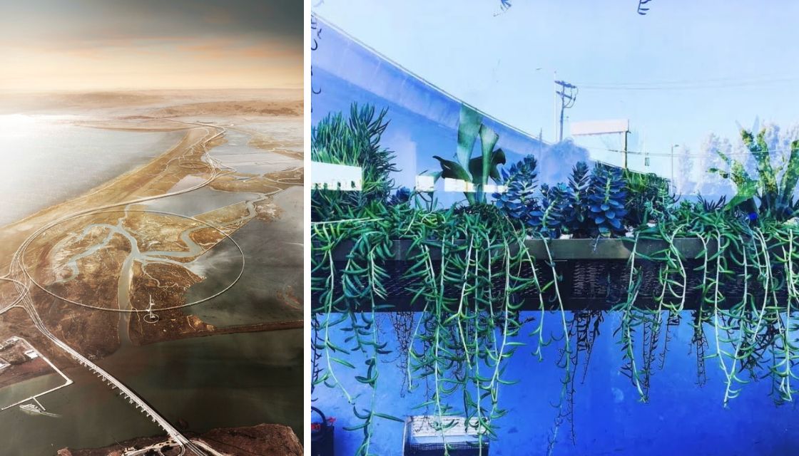 Aerial drawing of causeway in tidal marsh on left, succulents on ledge on right